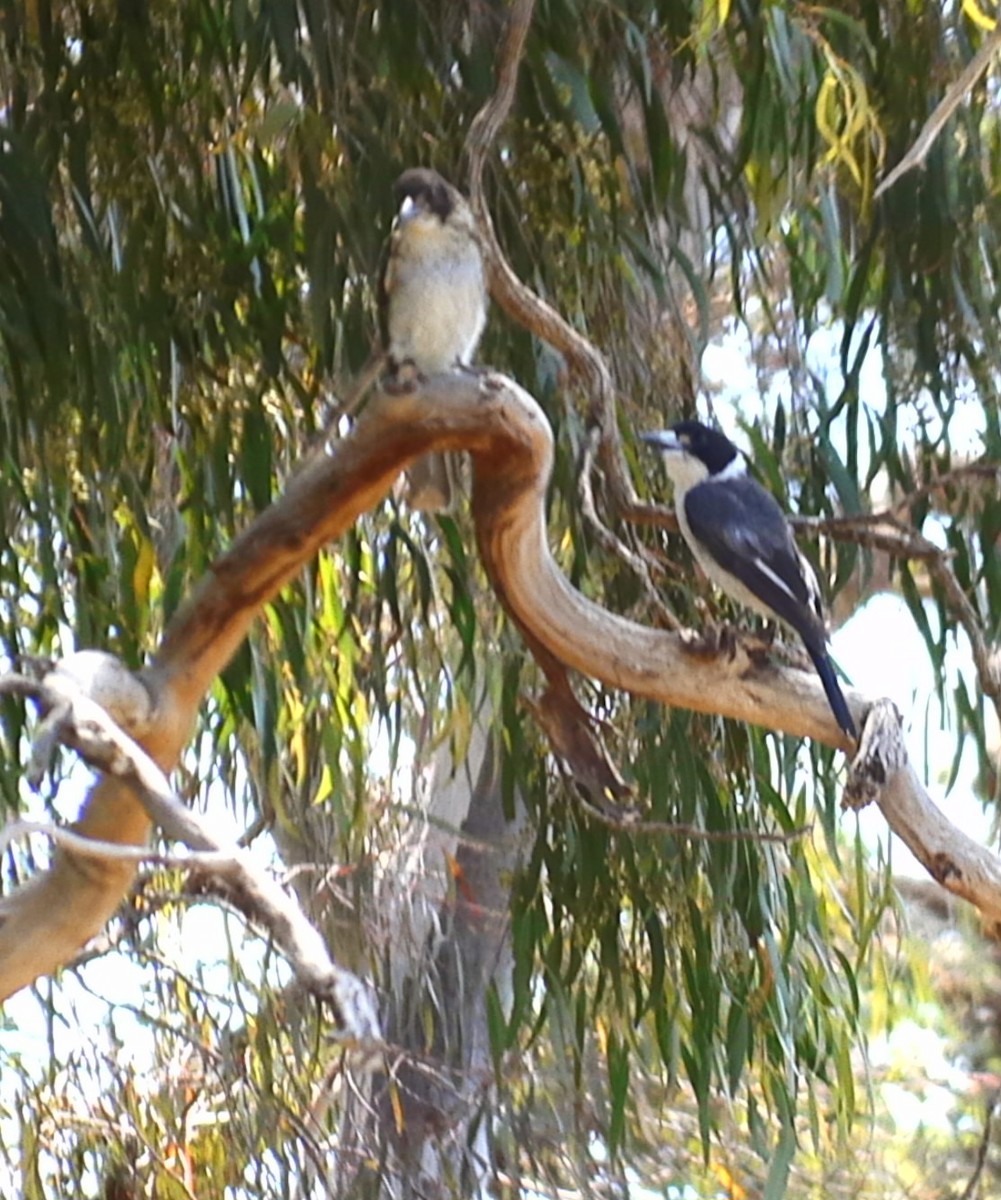 Gray Butcherbird - ML610945890