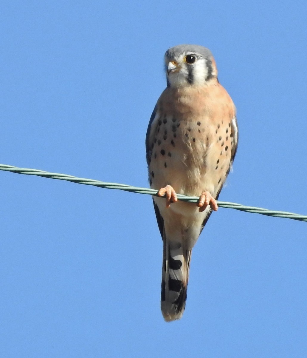 American Kestrel - ML610945952
