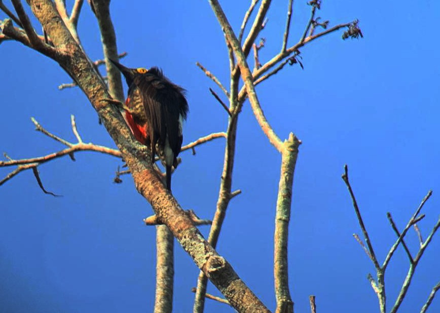 Yellow-tufted Woodpecker - ML610945972