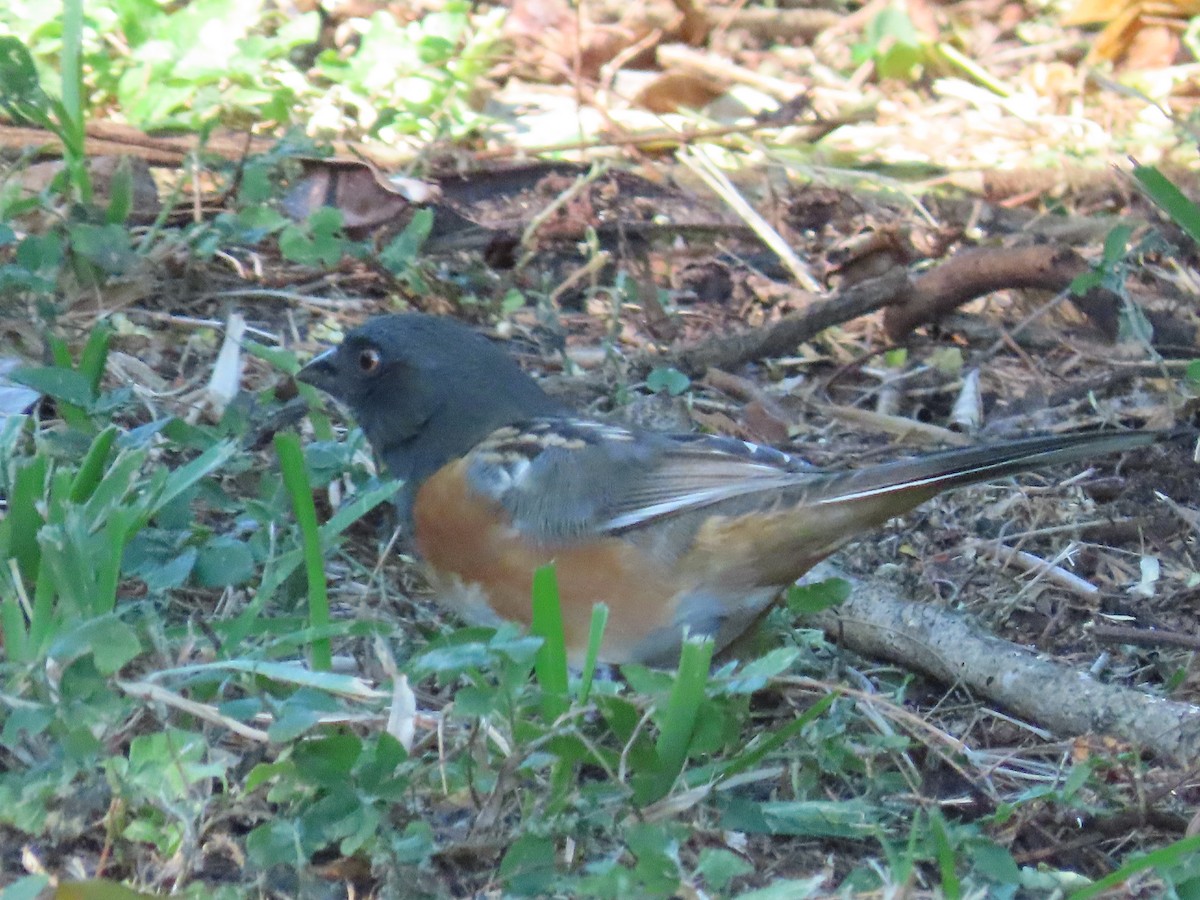 Spotted Towhee - ML610945989