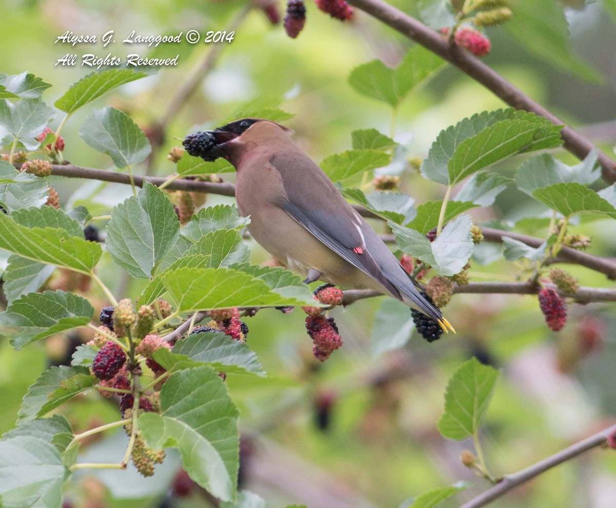 Cedar Waxwing - ML61094611