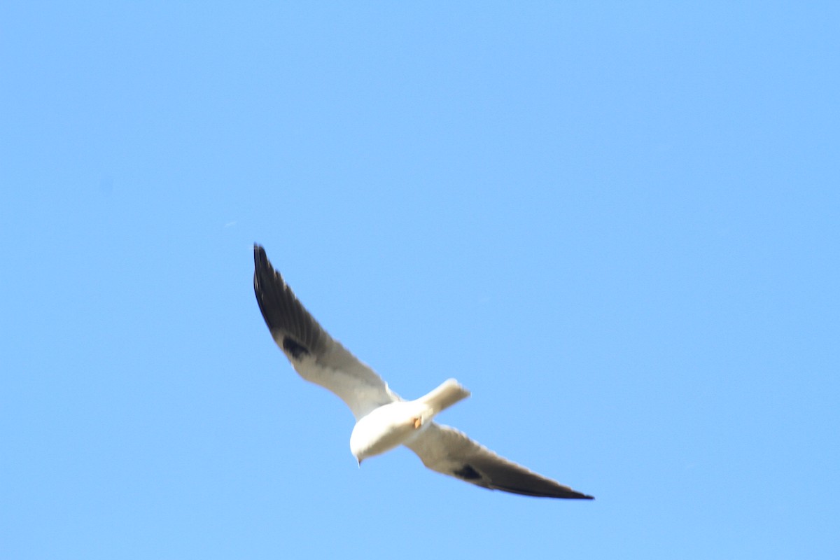 White-tailed Kite - Esme Rosen