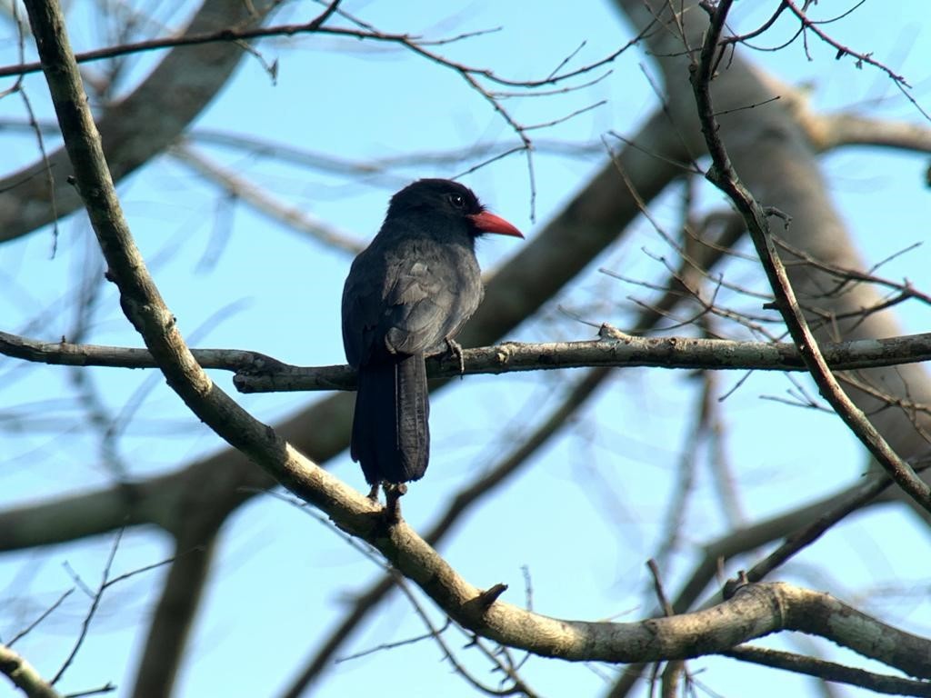 Black-fronted Nunbird - ML610946127