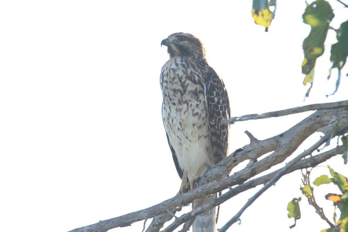 Red-shouldered Hawk - ML610946137