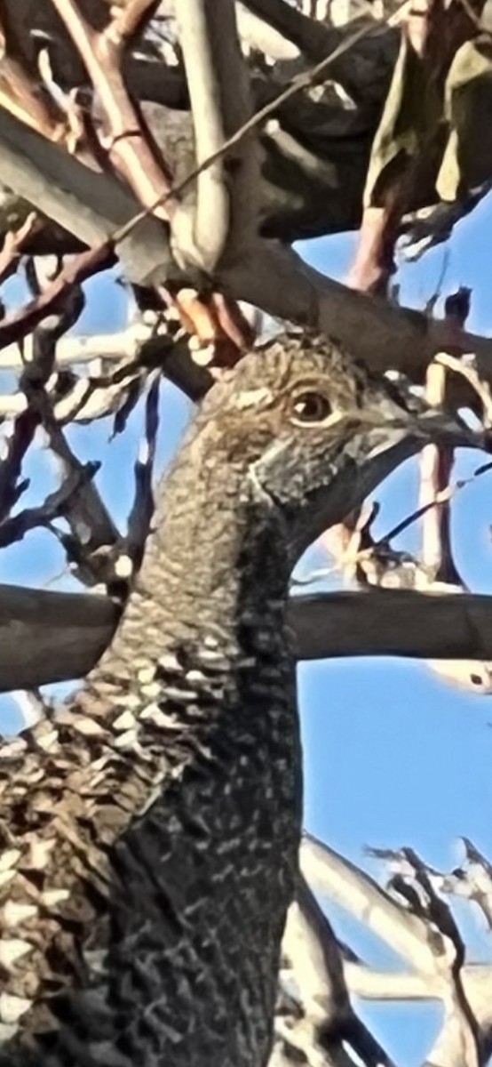 Dusky Grouse - ML610946170