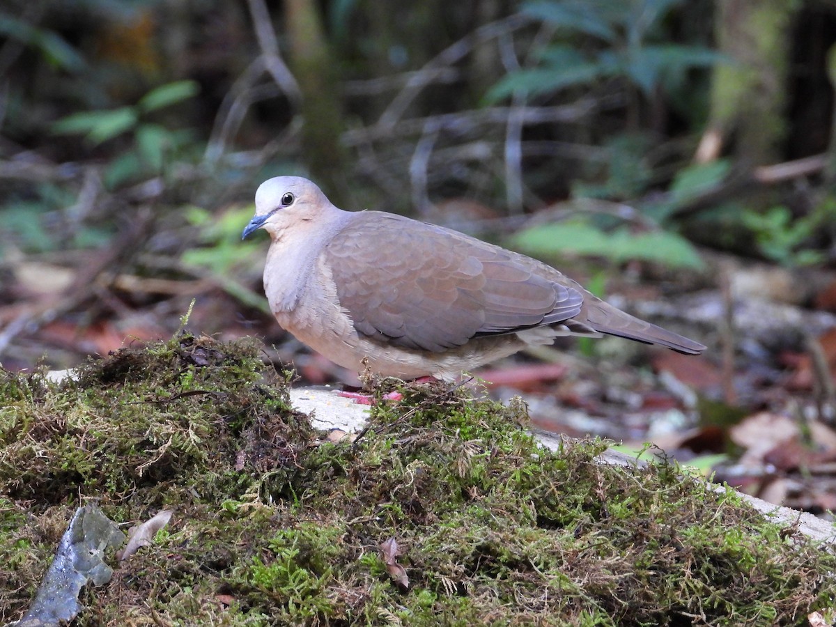 Gray-fronted Dove - ML610946206