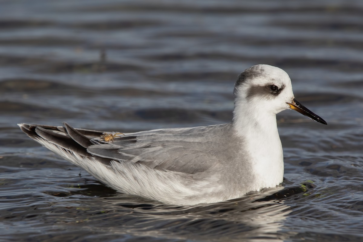 Red Phalarope - ML610946411