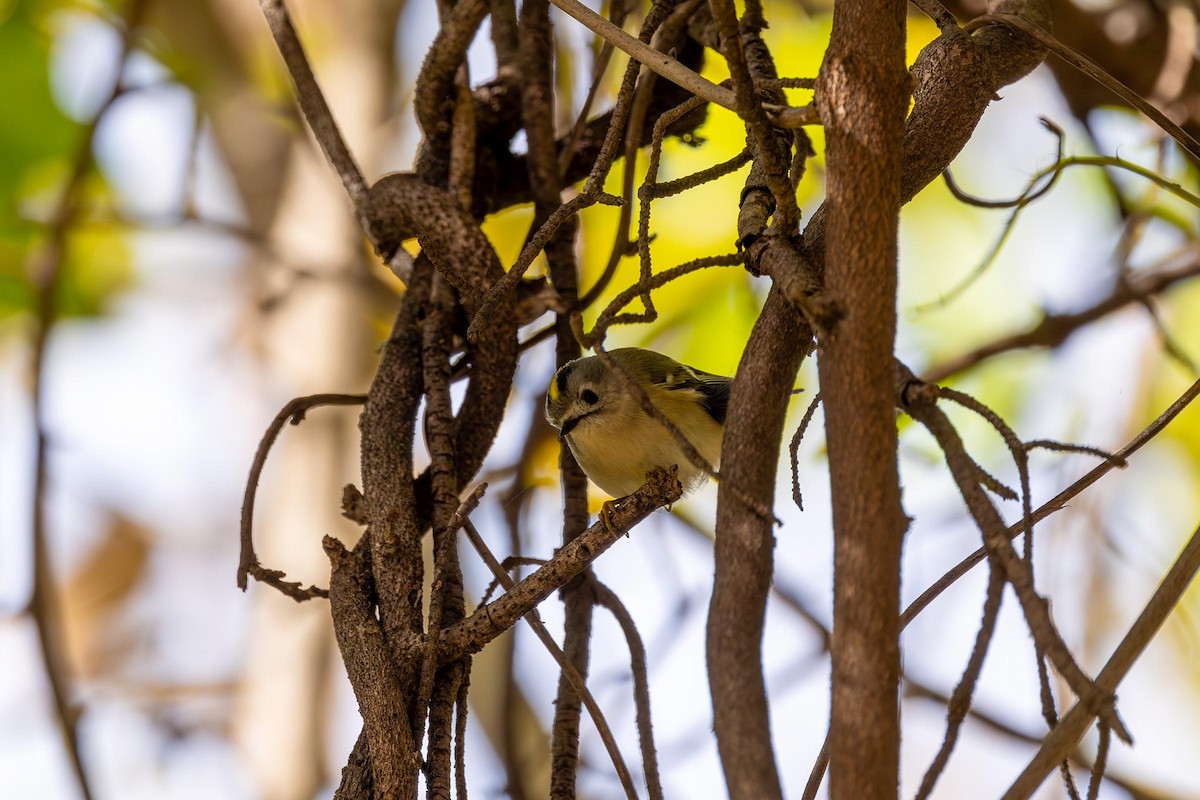 Goldcrest - ML610946420