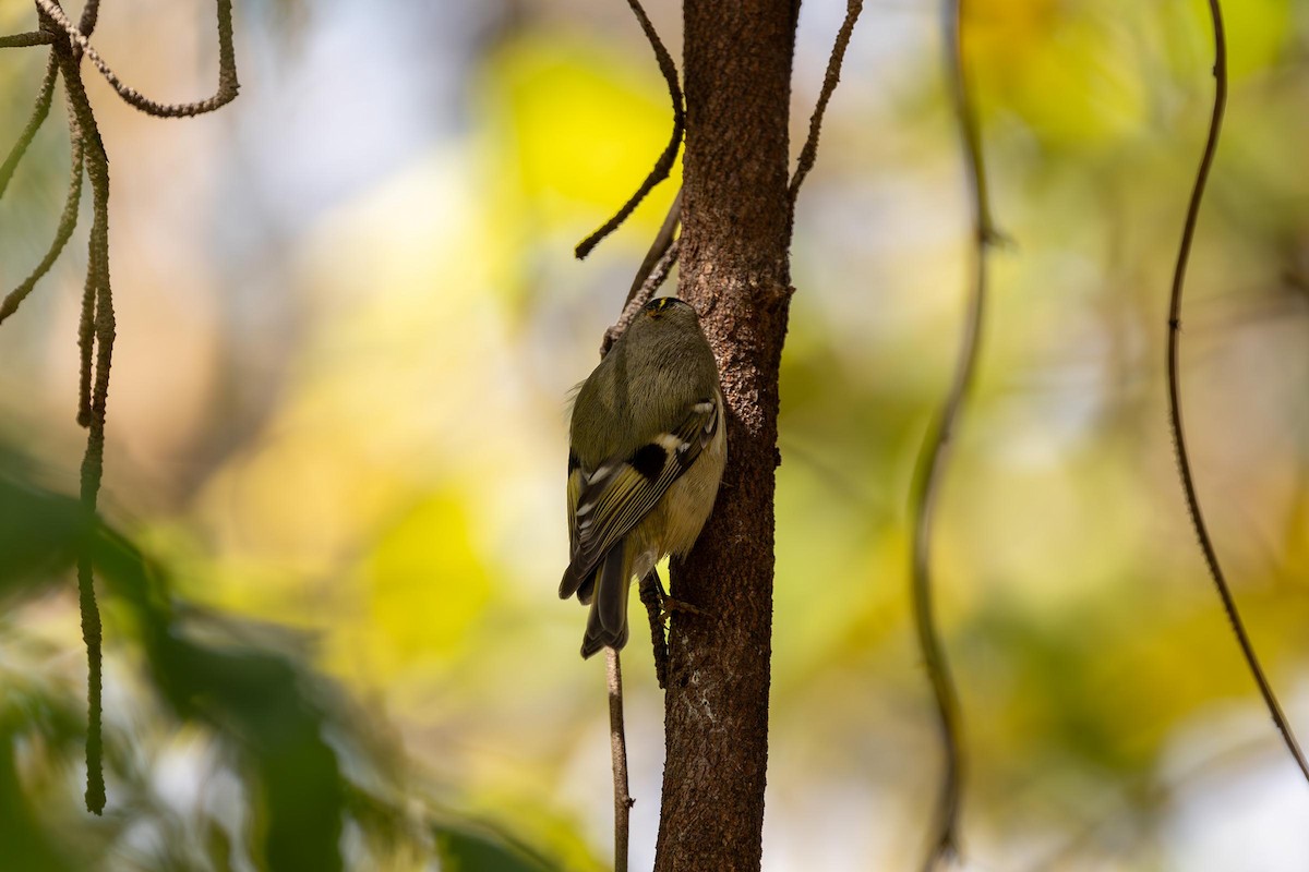 Wintergoldhähnchen - ML610946423