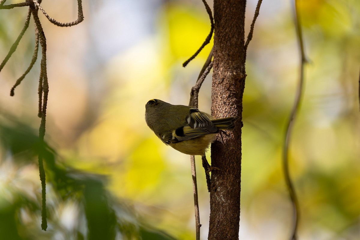 Goldcrest - ML610946425