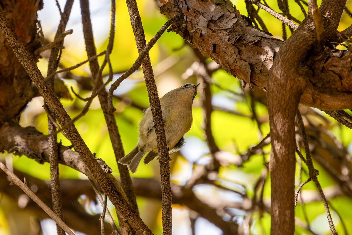 Goldcrest - ML610946426