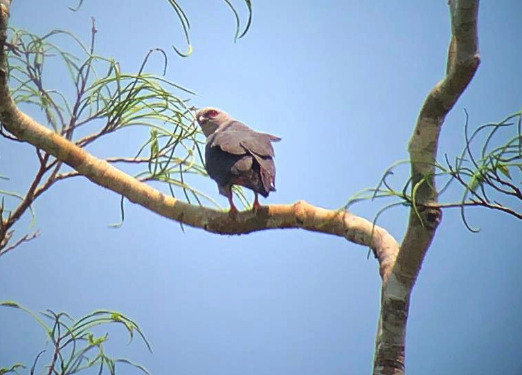 Plumbeous Kite - ML610946462