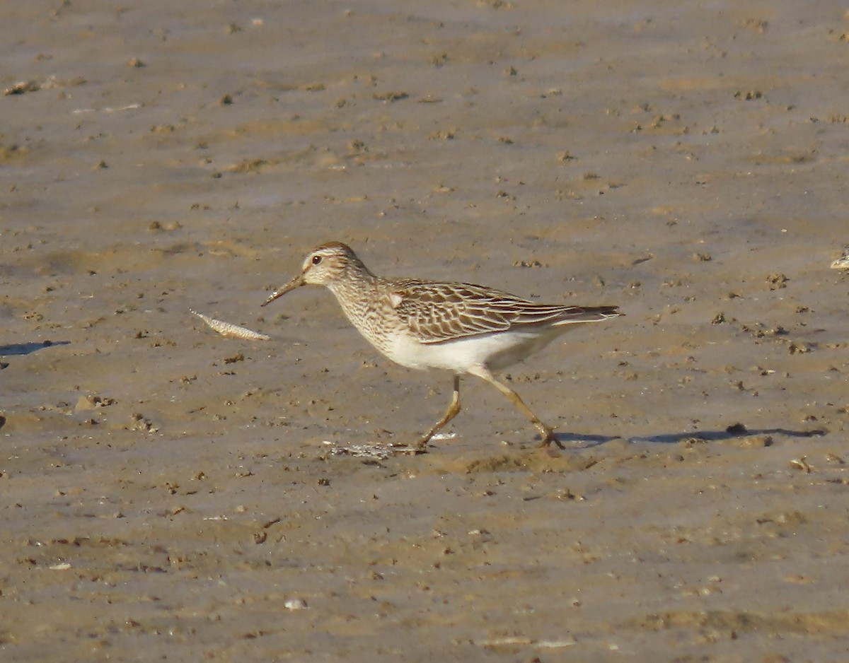 Pectoral Sandpiper - ML610946698