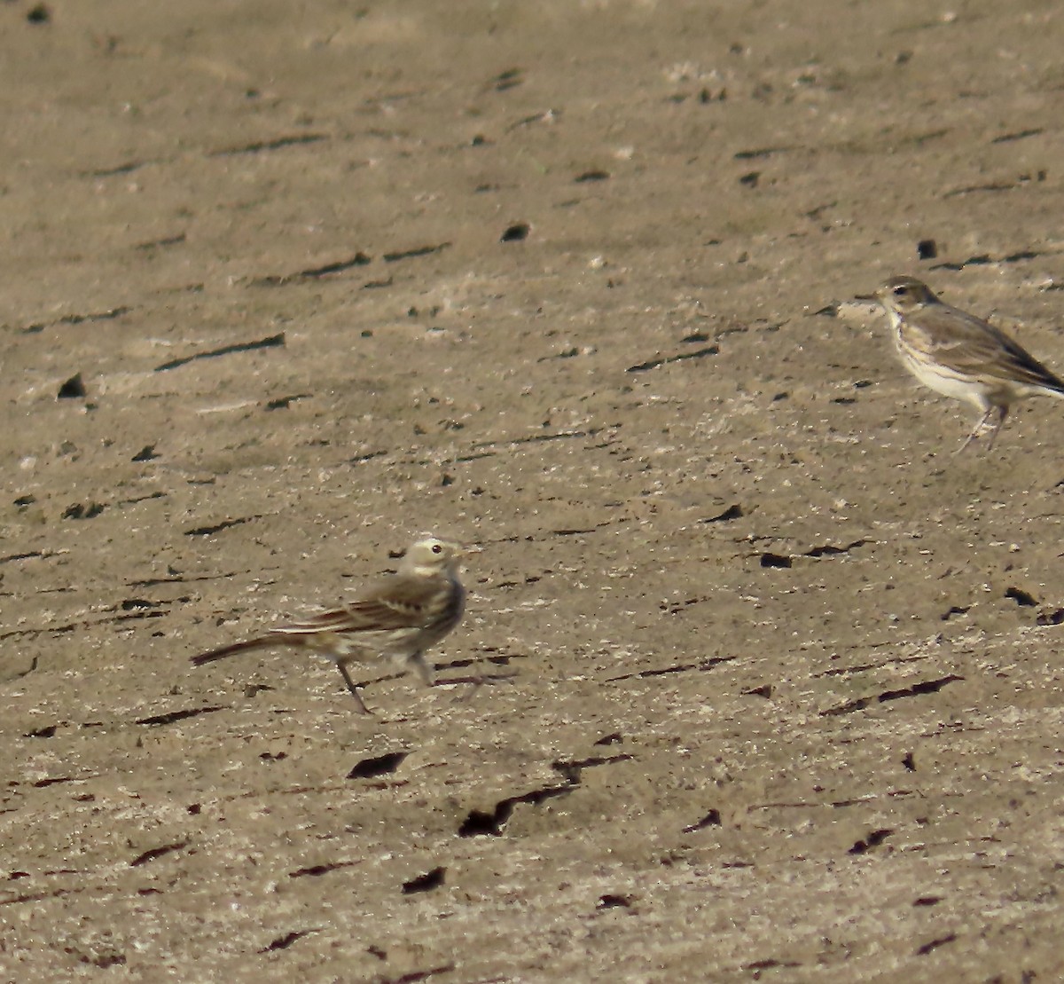 American Pipit - ML610946718