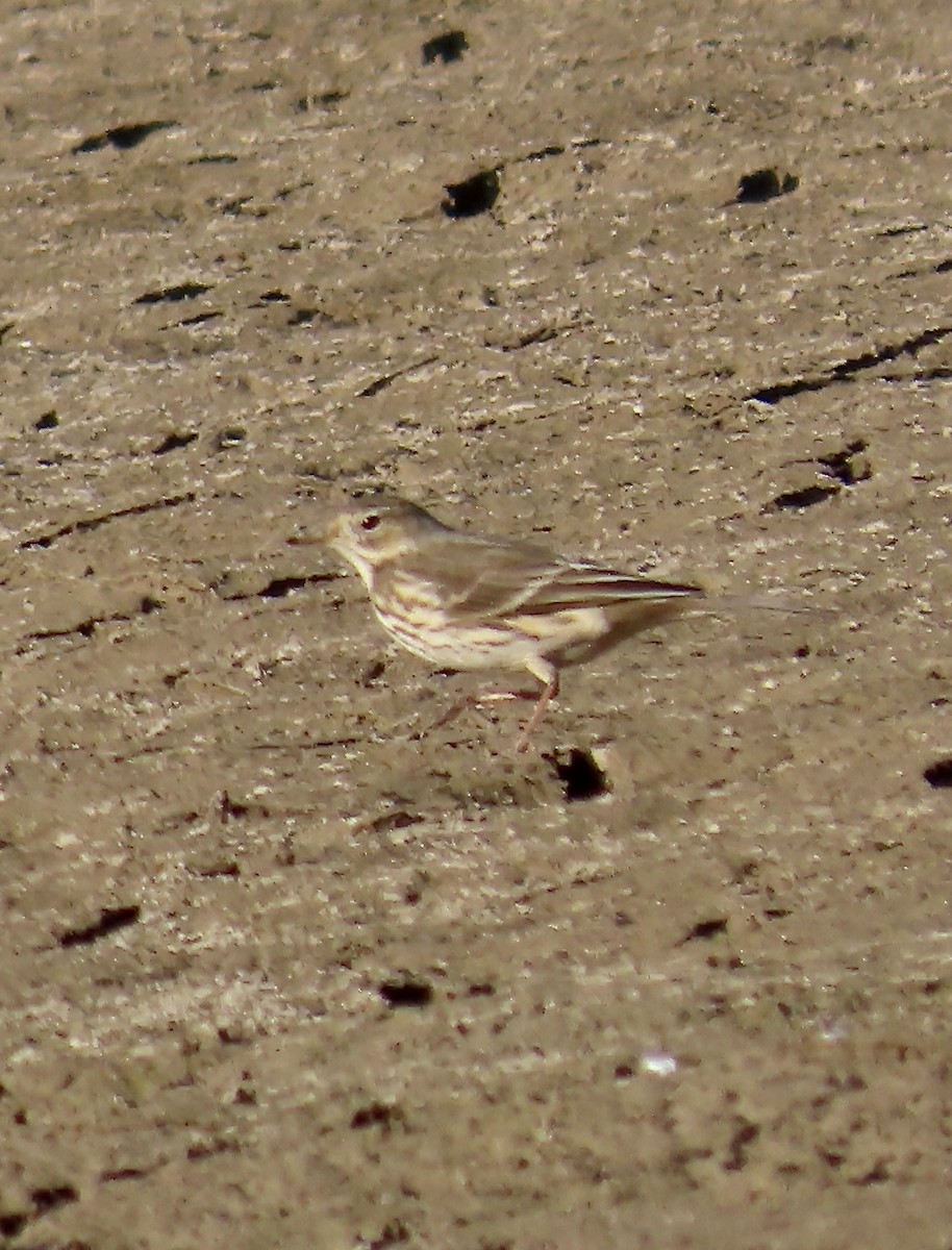 American Pipit - ML610946719