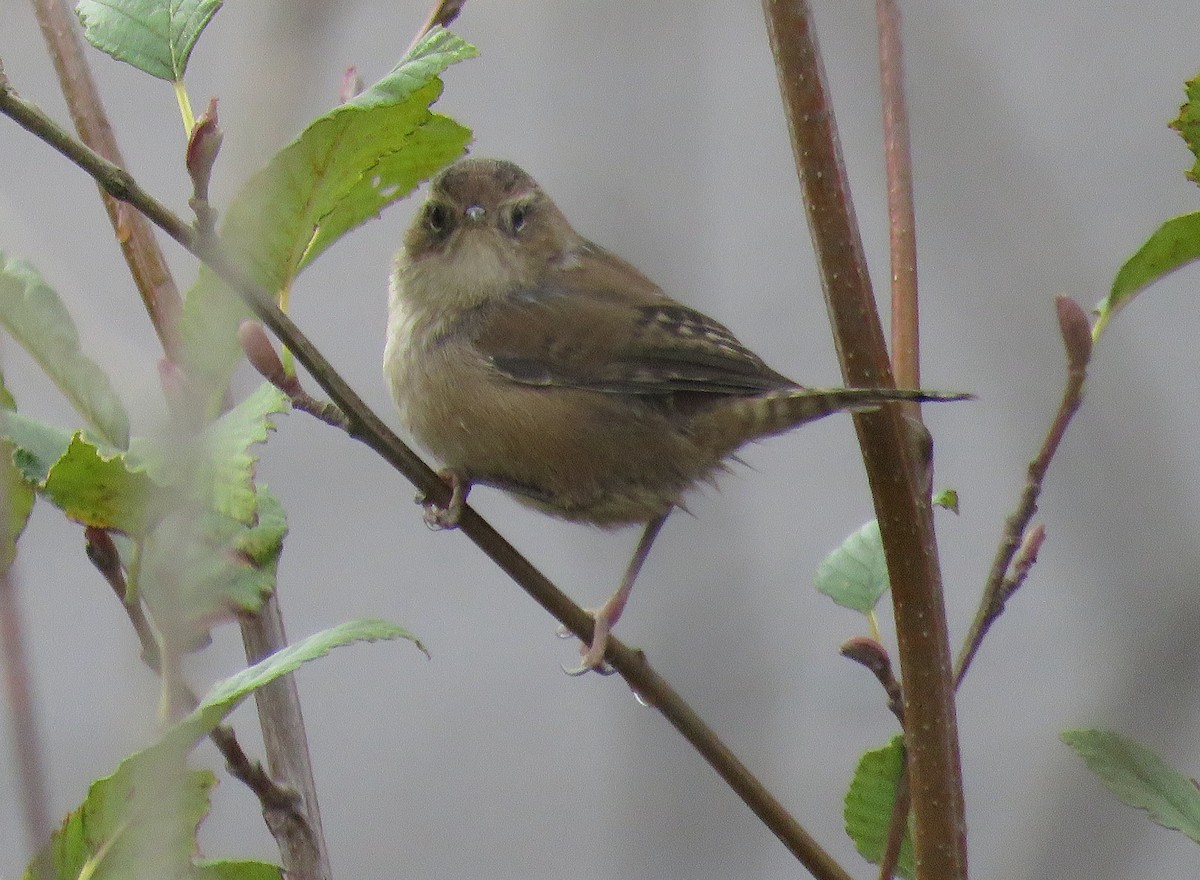 Marsh Wren - ML610946779