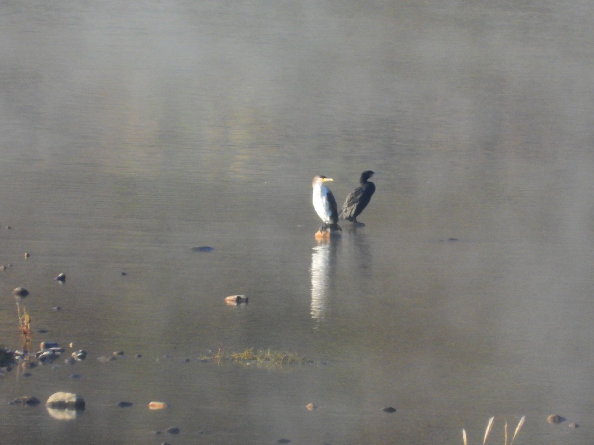 Japanese Cormorant - ML610946896