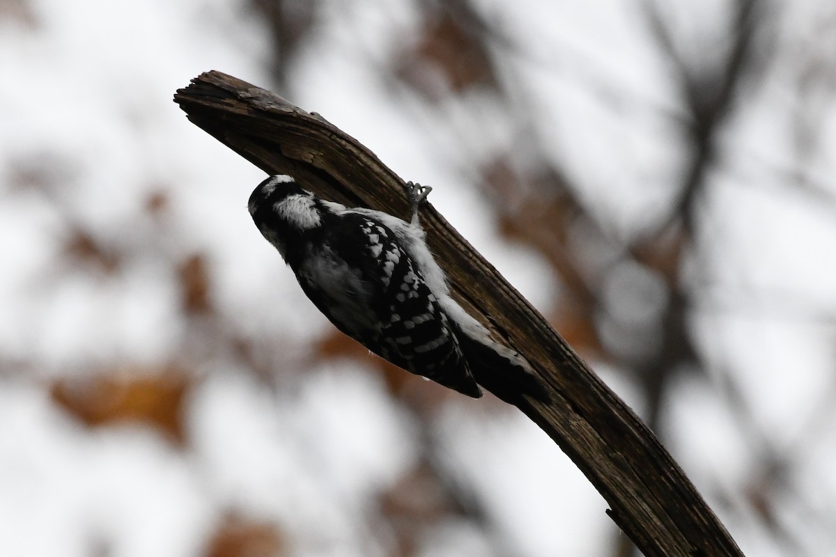 Downy Woodpecker - ML610946907