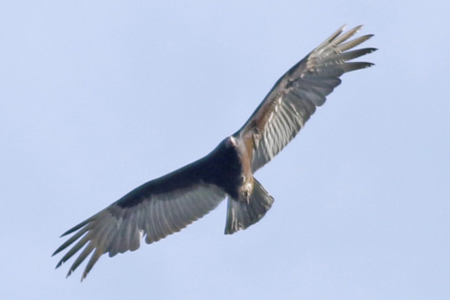 Turkey Vulture - ML610946916