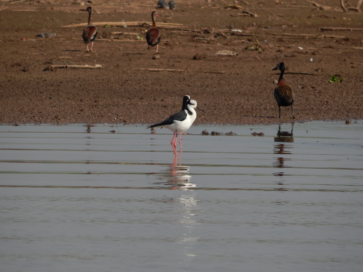 Black-necked Stilt (White-backed) - ML610946923