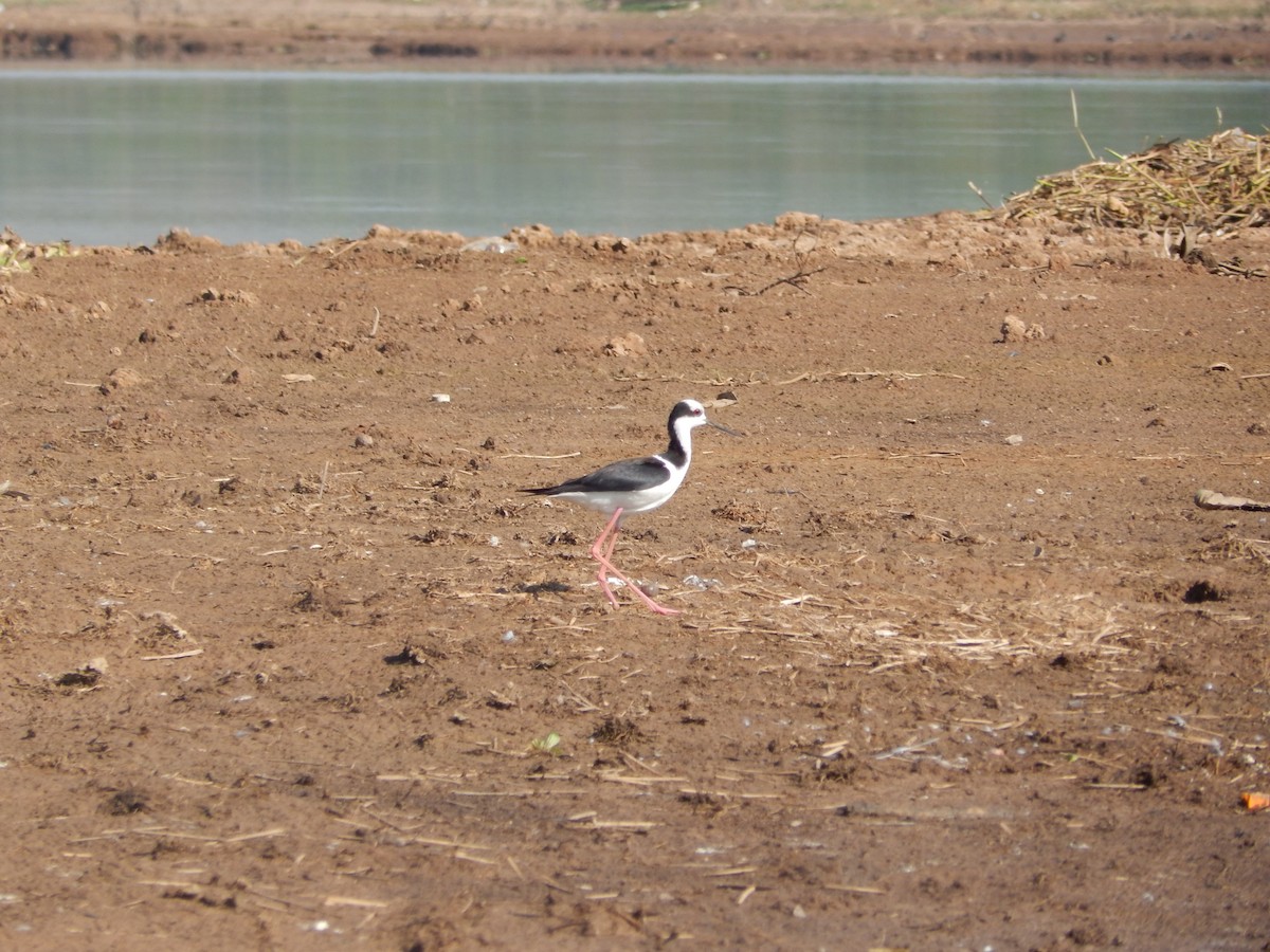 Black-necked Stilt (White-backed) - ML610946924