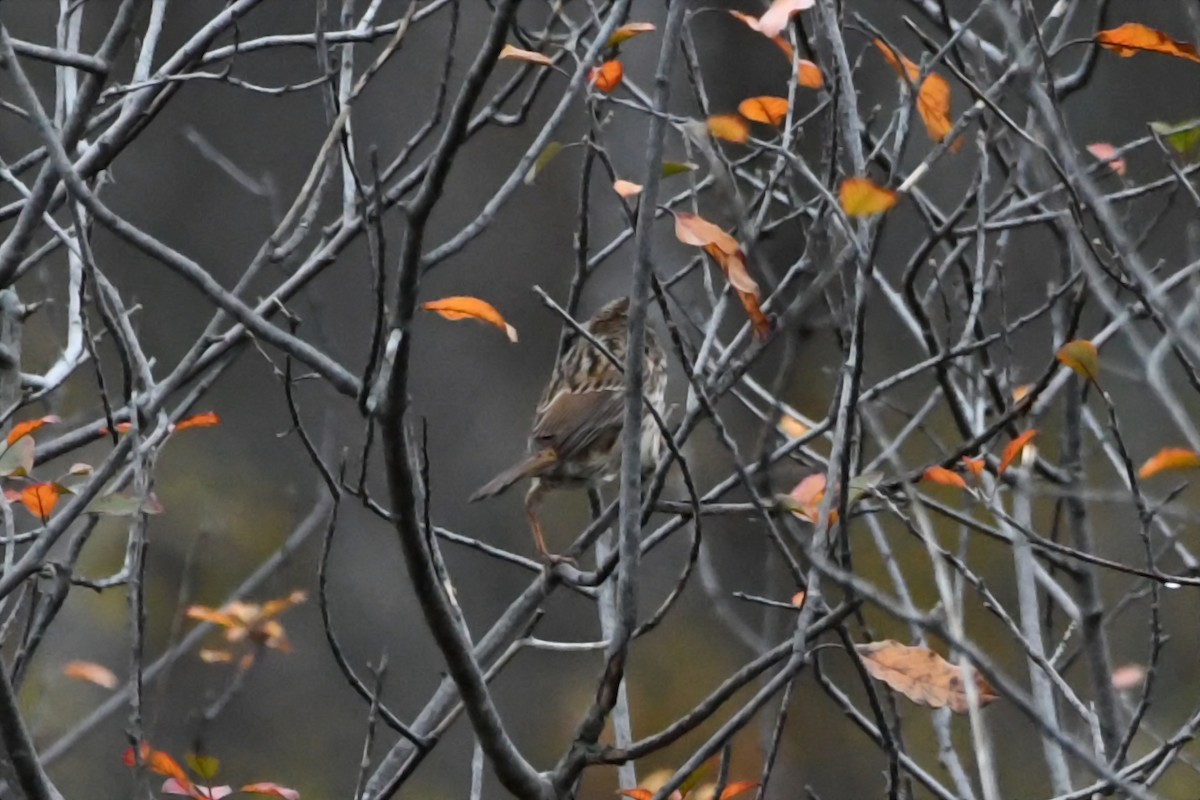 Song Sparrow - ML610946976