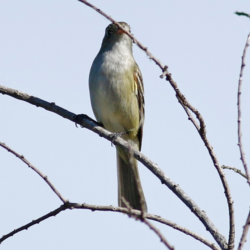 Small-billed Elaenia - ML610946989