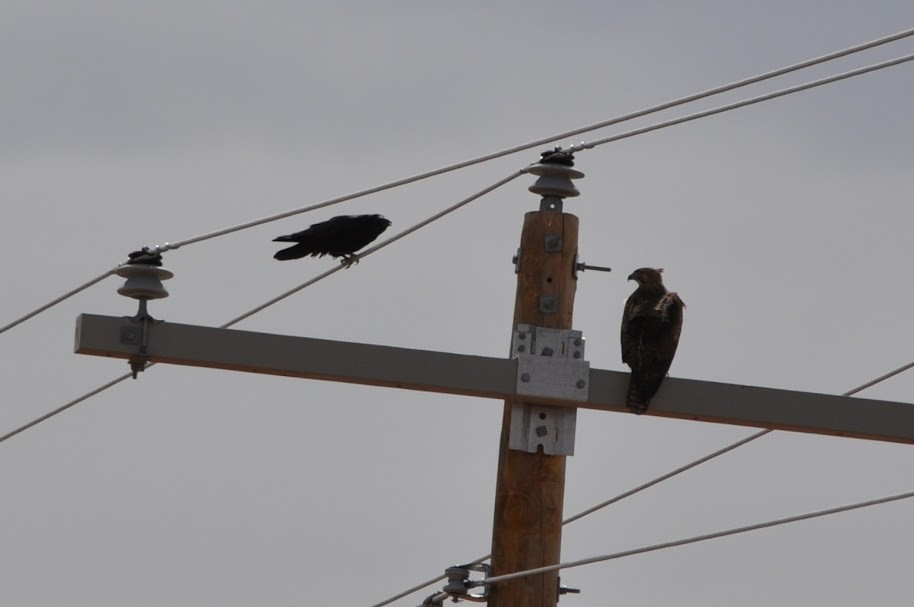 Red-tailed Hawk - ML610947001