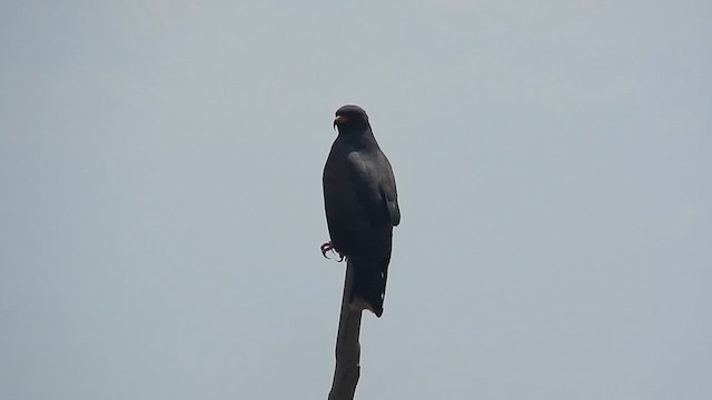 Snail Kite - ML610947045