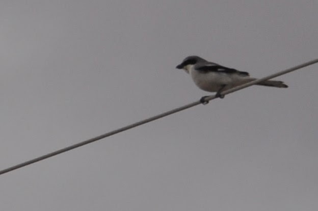 Loggerhead Shrike - Carol Zaczkiewicz