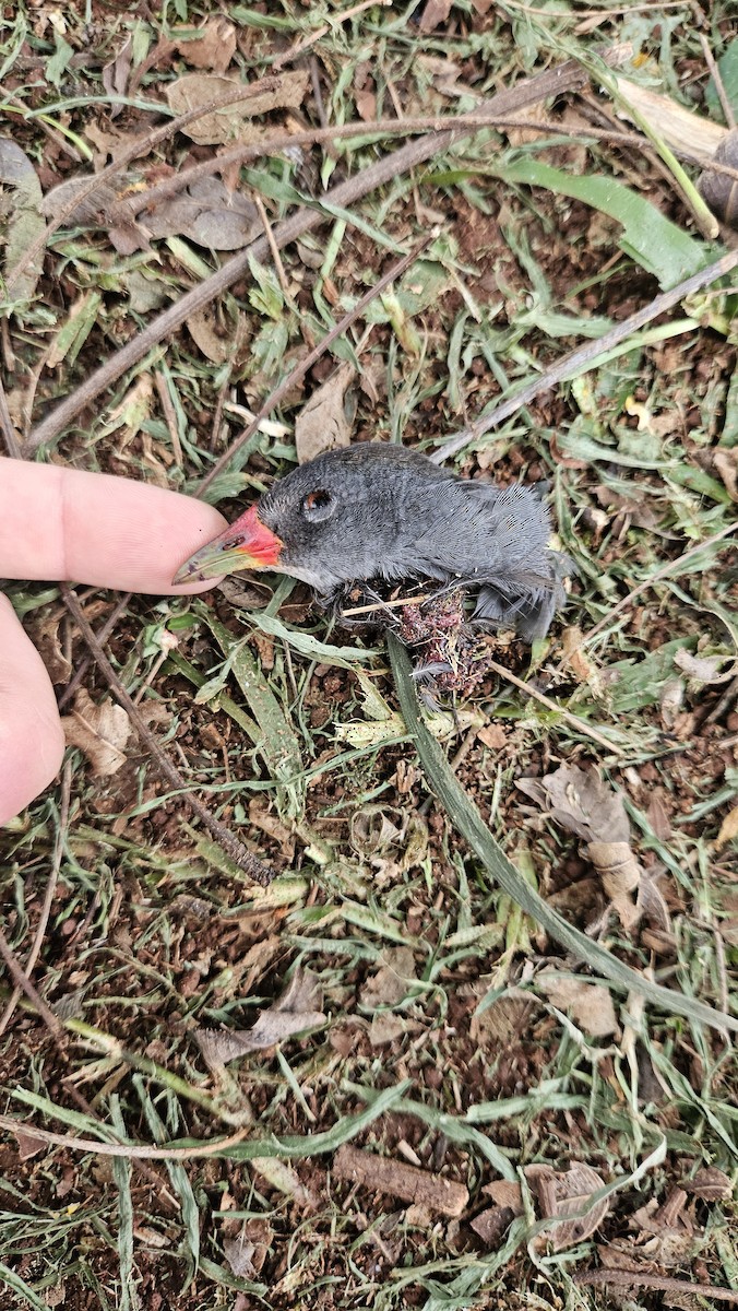 Paint-billed Crake - ML610947180