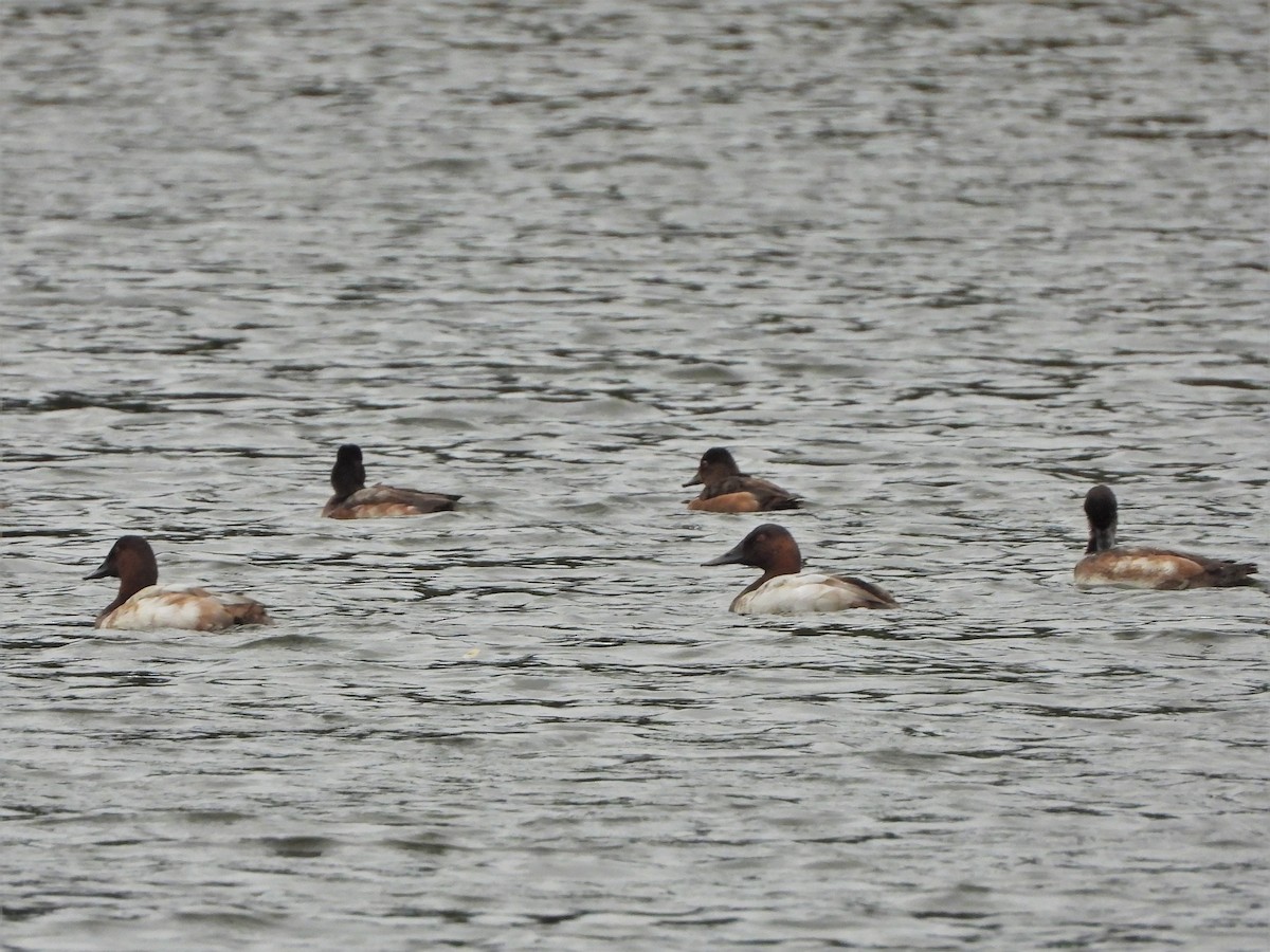 Canvasback - ML610947228