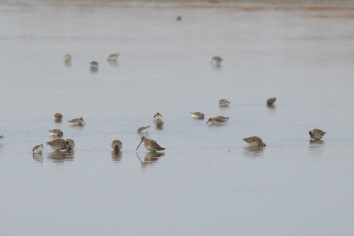 Long-billed Dowitcher - ML610947254