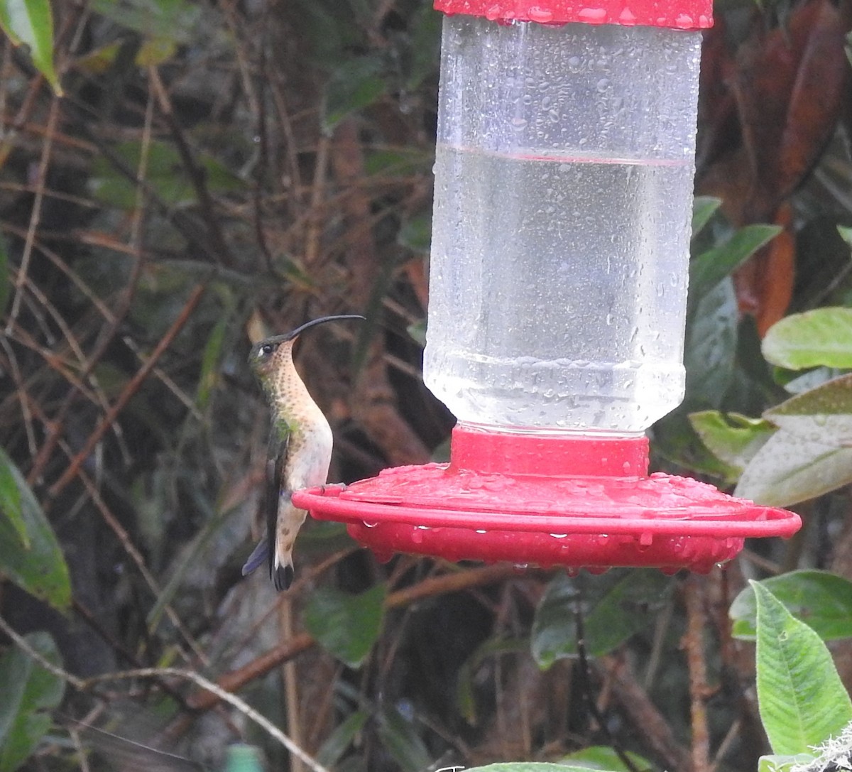 kolibřík aksamitový - ML610947274