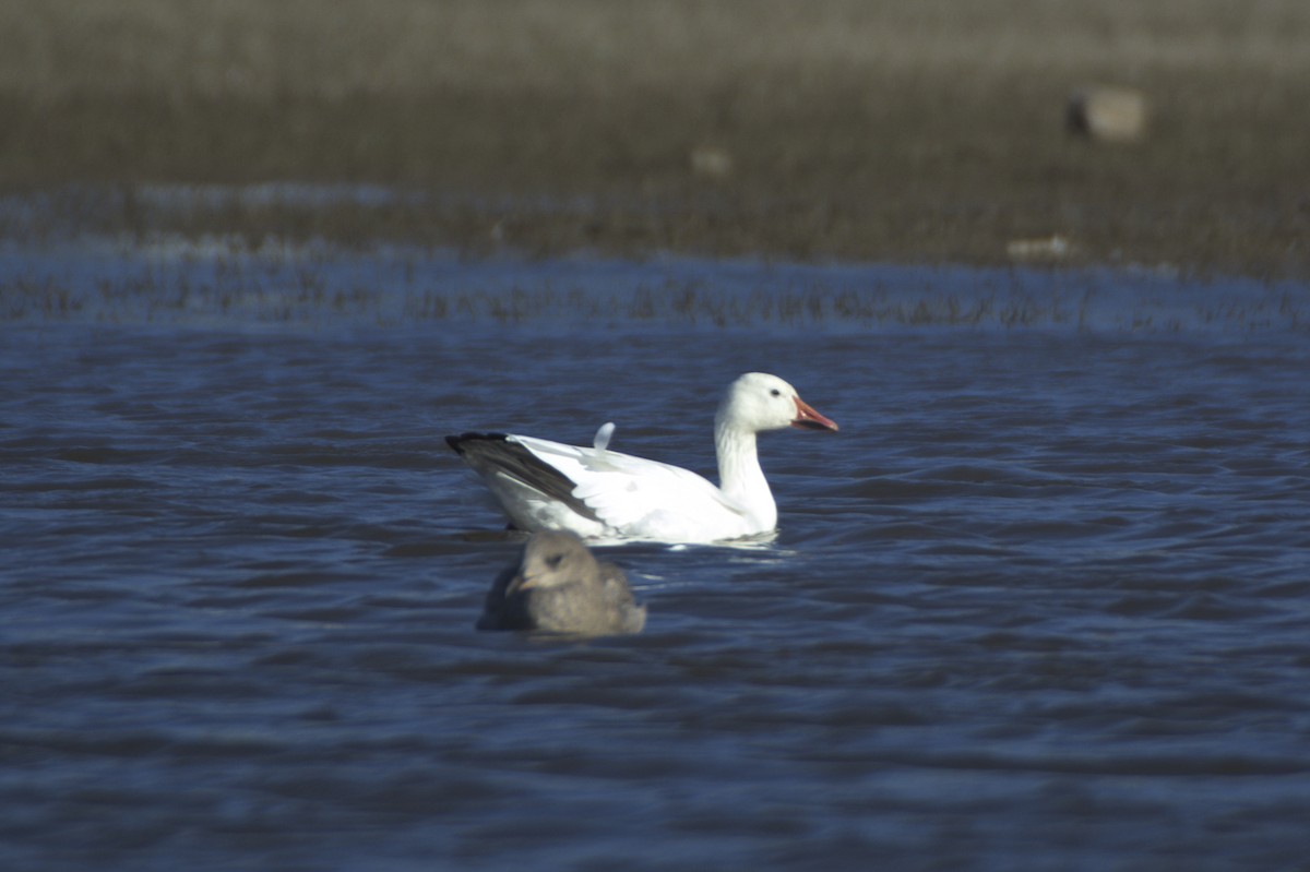 Oie des neiges - ML610947277