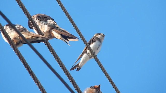 Bank Swallow - ML610947313