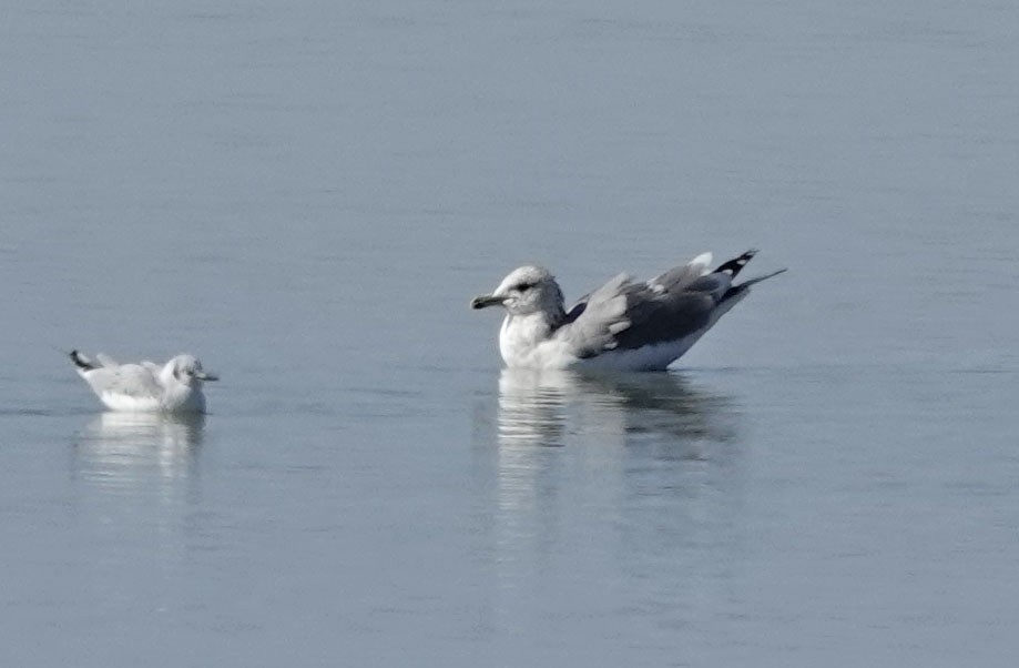 California Gull - ML610947335