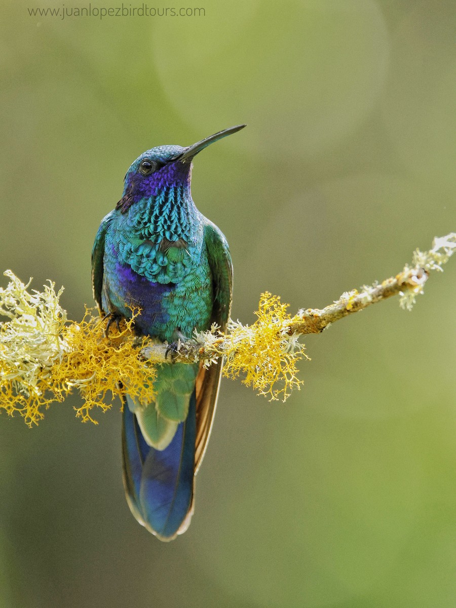 Sparkling Violetear - Juan Lopez (www.juanlopezbirdtours.com)