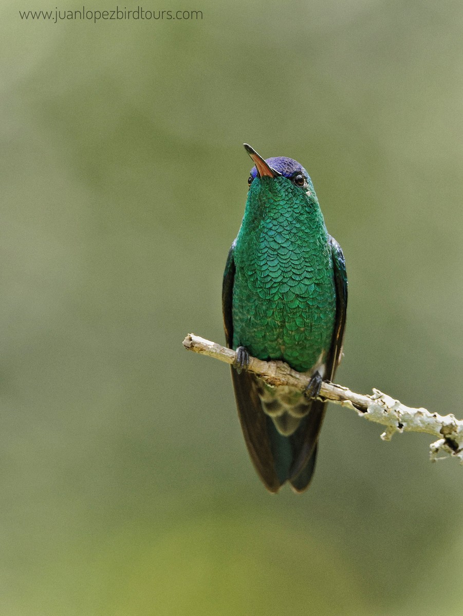Indigo-capped Hummingbird - ML610947342