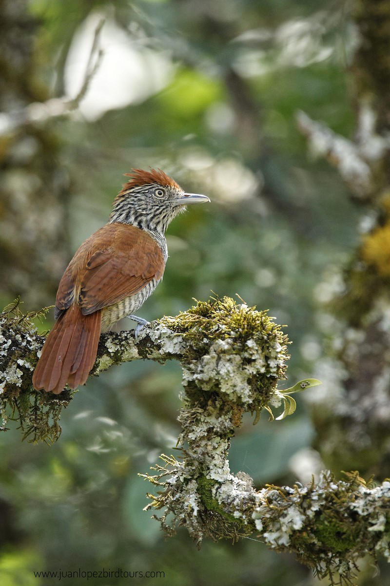Bar-crested Antshrike - ML610947346