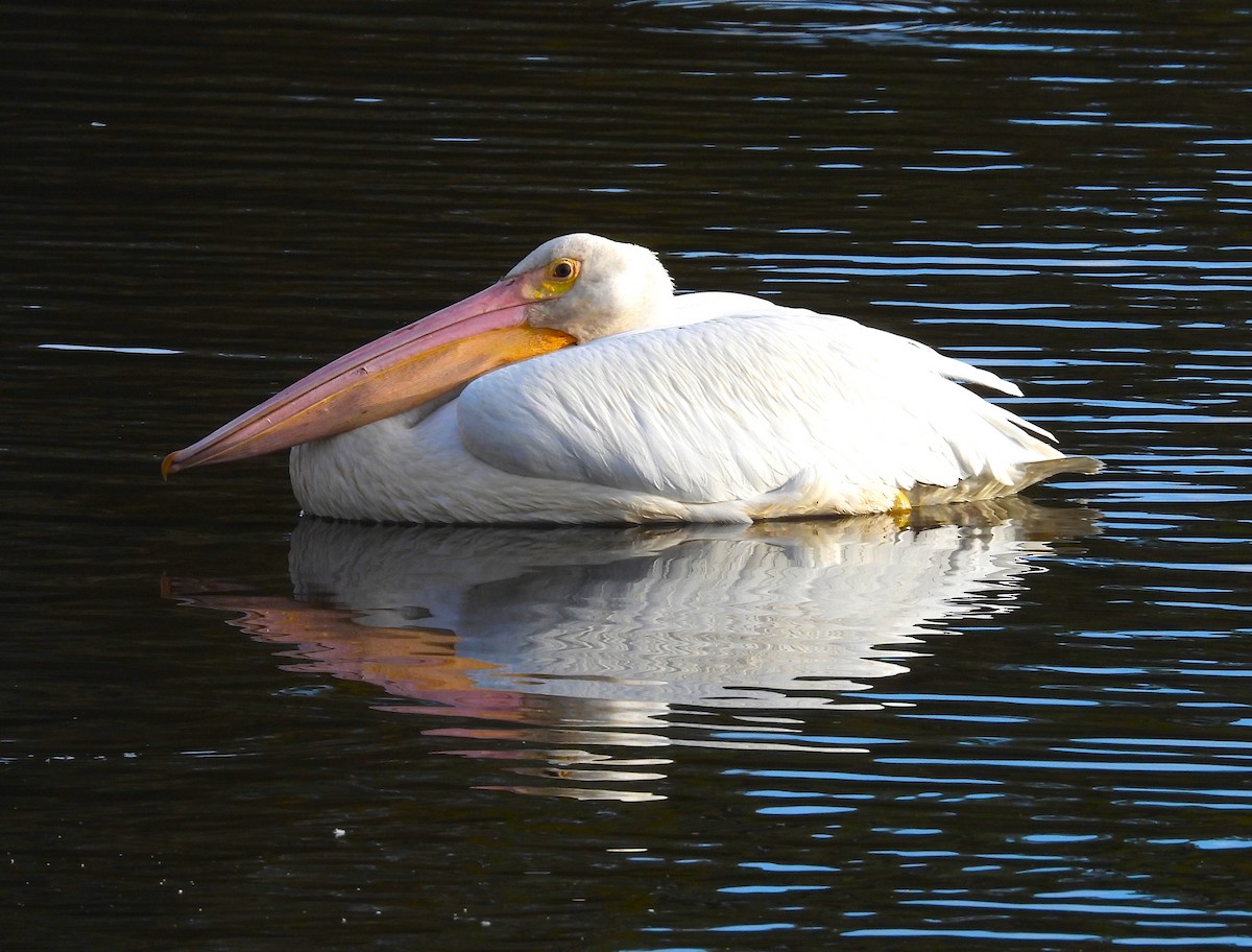 American White Pelican - ML610947388