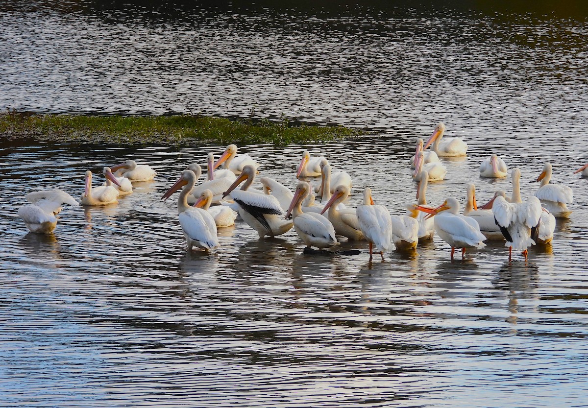 American White Pelican - ML610947389