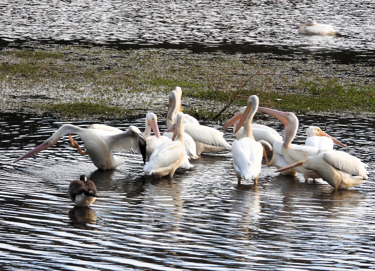 American White Pelican - ML610947390