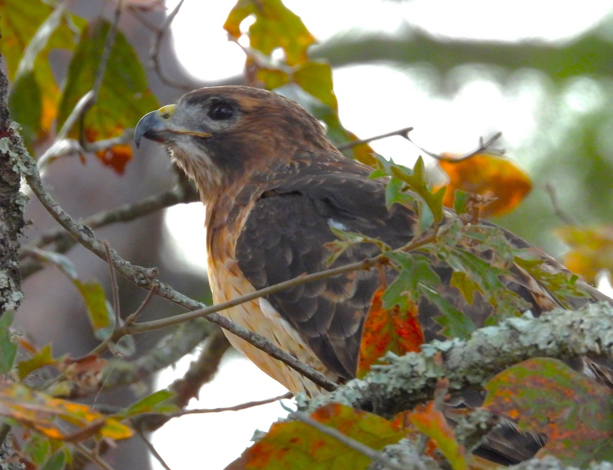 Red-tailed Hawk - ML610947411