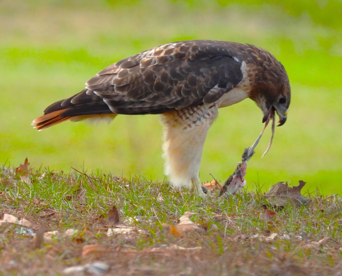 Red-tailed Hawk - ML610947412