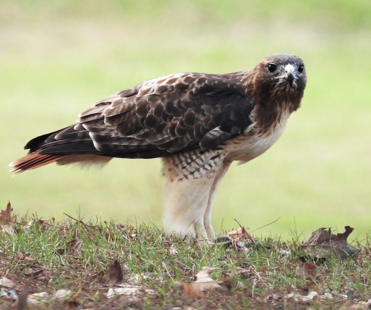 Red-tailed Hawk - ML610947413