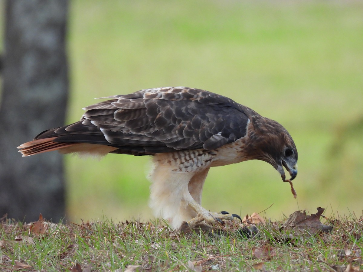 Red-tailed Hawk - ML610947414