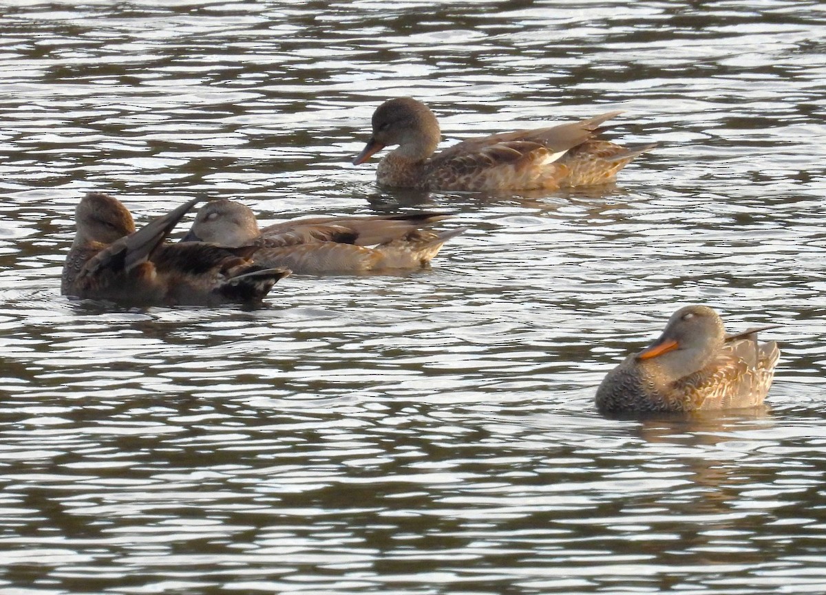 Gadwall - ML610947421