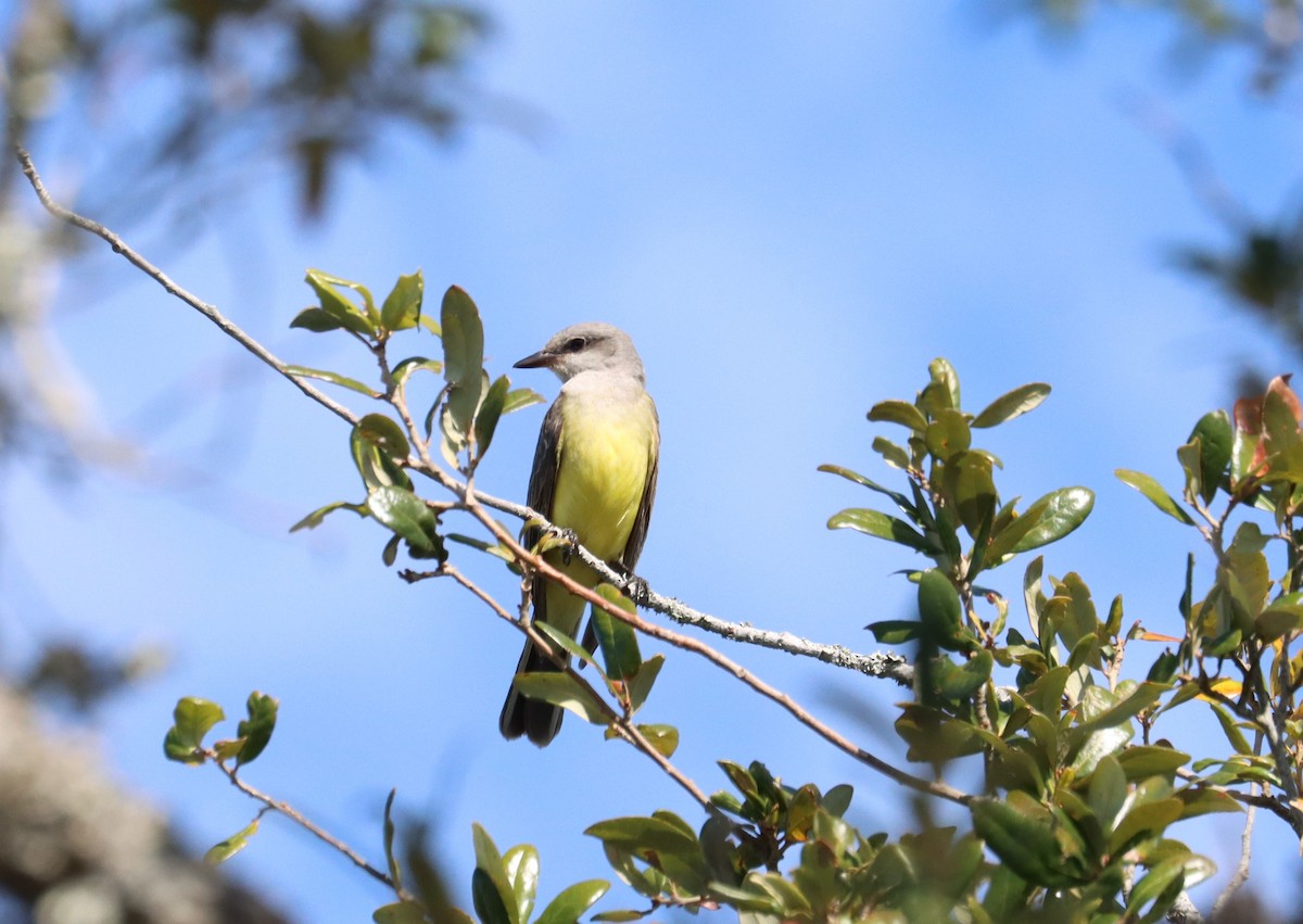 Western Kingbird - ML610947435