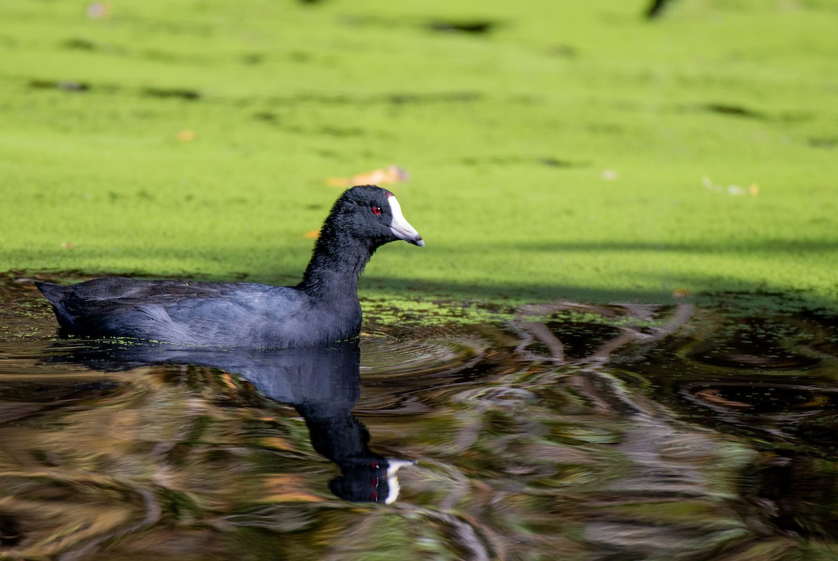 American Coot (Red-shielded) - ML610947441